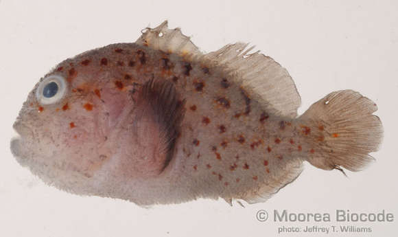 Image of Caracanthinae