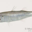 Image of Australian mullet