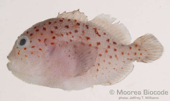 Image of Caracanthinae