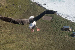 Image de Albatros de Carter