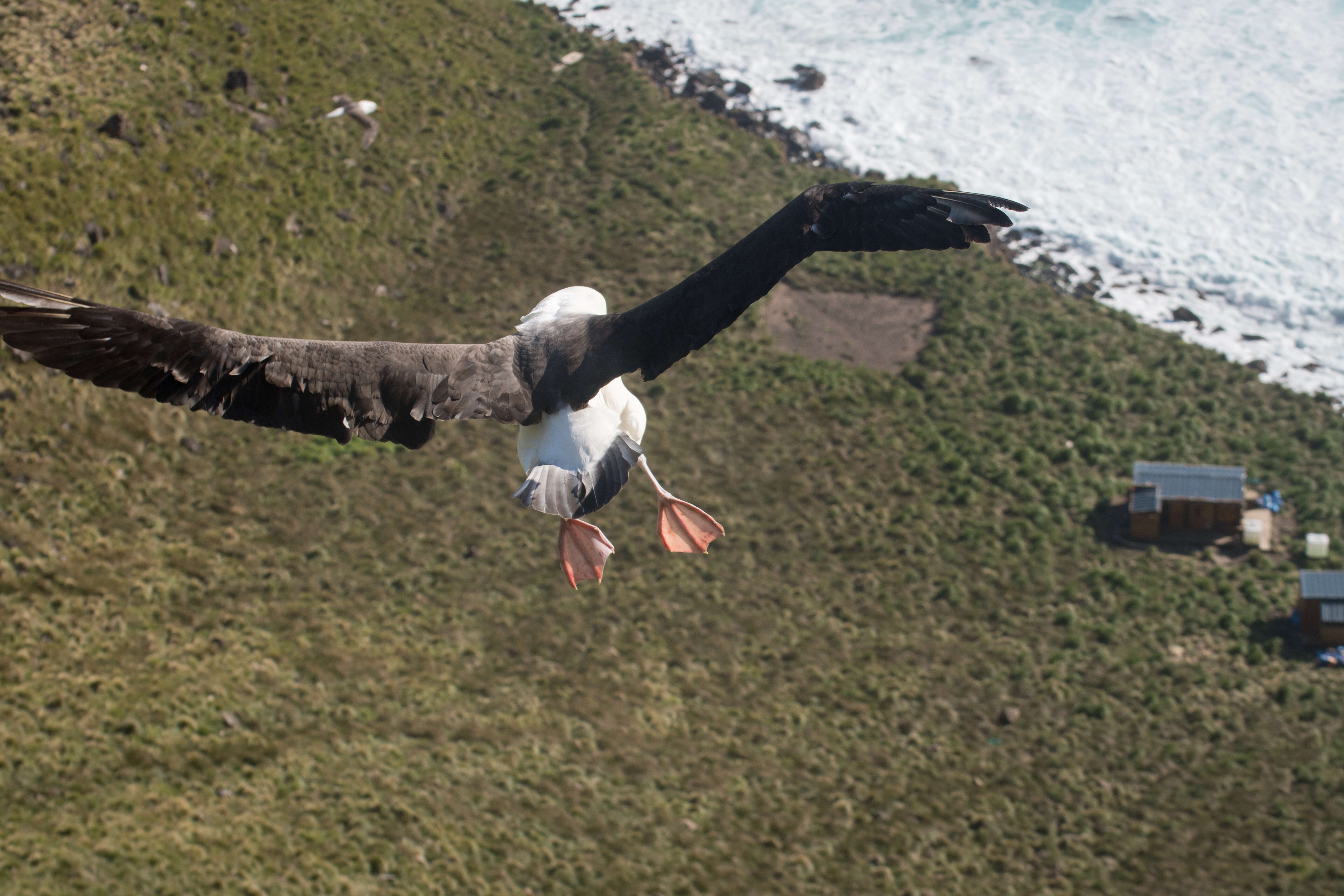 Image de Albatros de Carter