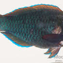 Image of Dusky parrotfish