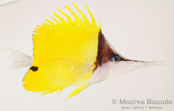 Image of Longnose butterflyfishes