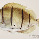 Image of Convict Surgeonfish