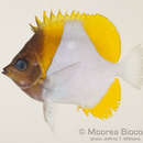 Image of Brushytoothed Butterflyfish