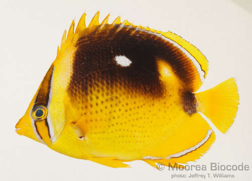 Image of Eupercaria