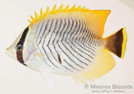 Image of Eupercaria