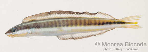 Image of Blenniinae