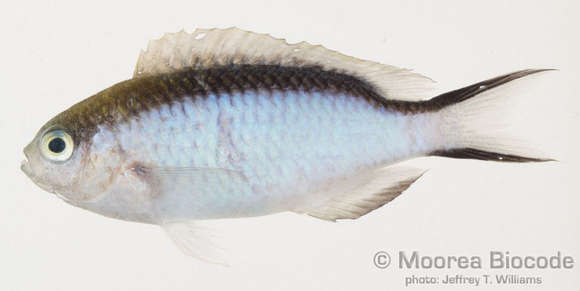 Image of Pomachromis