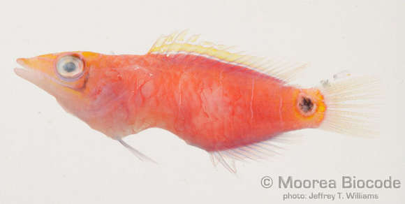 Image of Magenta Wrasse