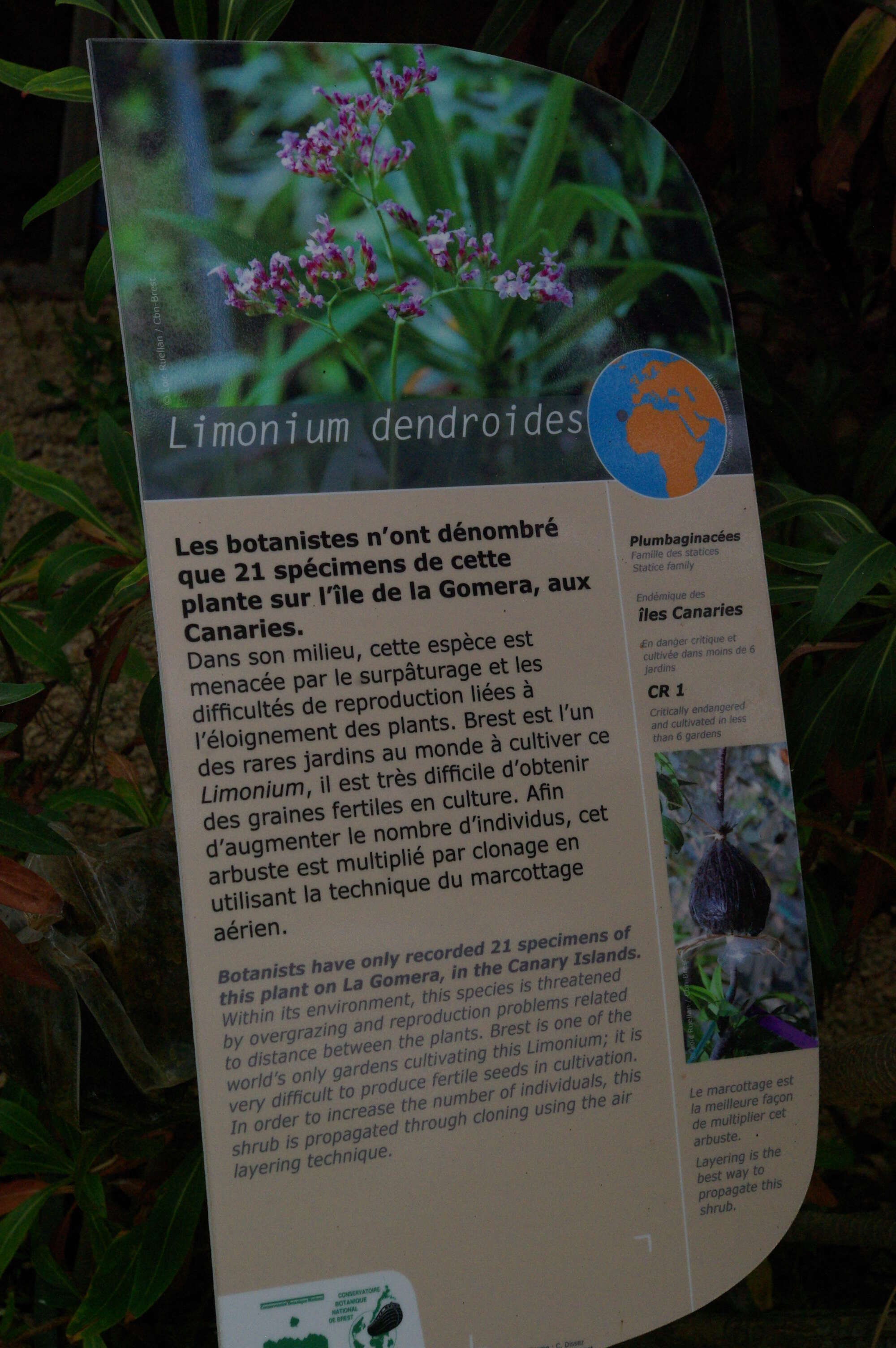 Image of Limonium dendroides Svent.