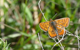 Image of Euphydryas aurinia