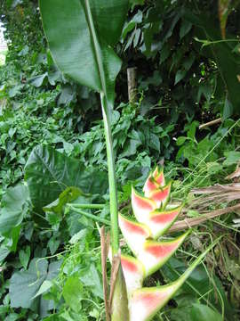 Image de Heliconia caribaea Lam.