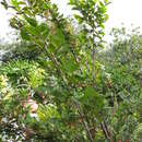Image of Loropetalum chinense (R. Br.) Oliv.