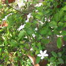 Wrightia antidysenterica (L.) R. Br. resmi