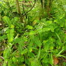 Imagem de Phyllanthus urinaria L.