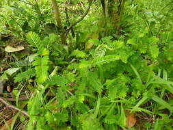 Imagem de Phyllanthus