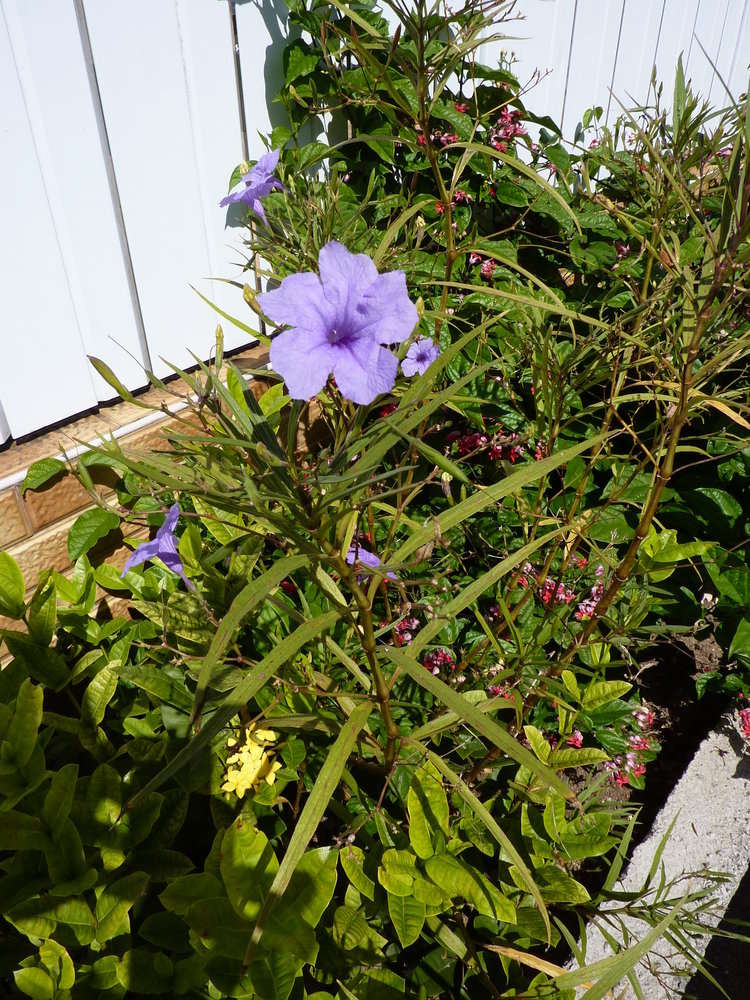 Imagem de Ruellia simplex Wright