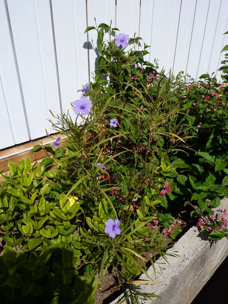 Image de Ruellia simplex Wright