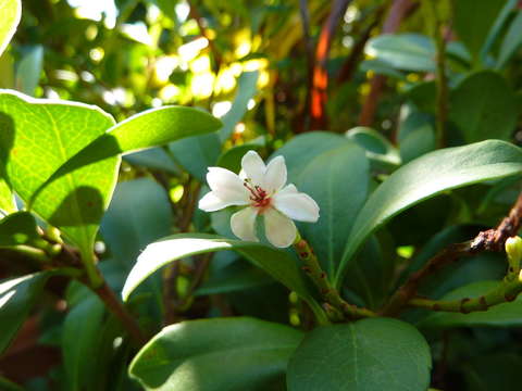 Image of hawthorn