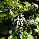 Plectranthus parviflorus Willd. resmi