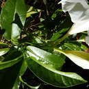 Mandevilla boliviensis (Hook. fil.) R. E. Woodson resmi