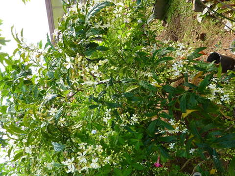 Image de Clerodendrum laevifolium Blume