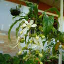 Sivun Clerodendrum laevifolium Blume kuva