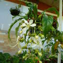 Image de Clerodendrum laevifolium Blume