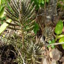 Image of Chandelier plant