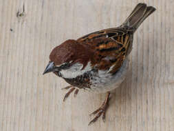 Image of Italian Sparrow