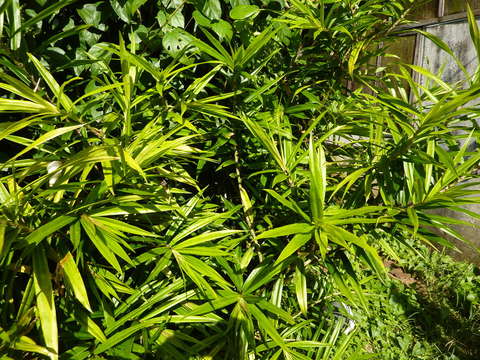 Image de Freycinetia cumingiana Gaudich.