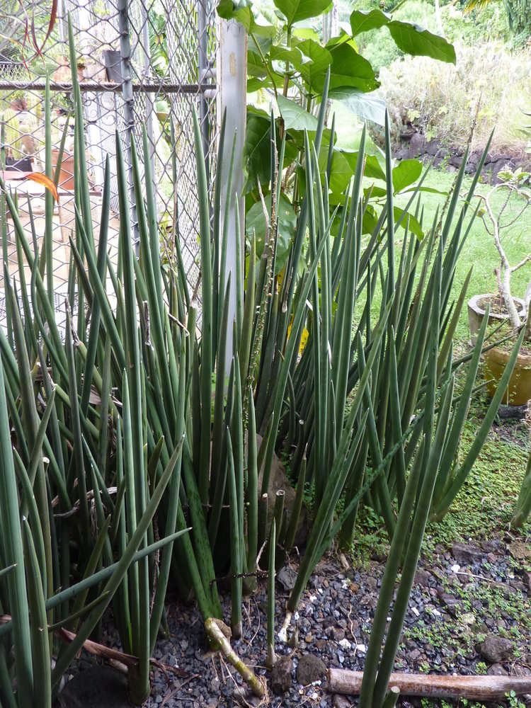 Image of bow string hemp