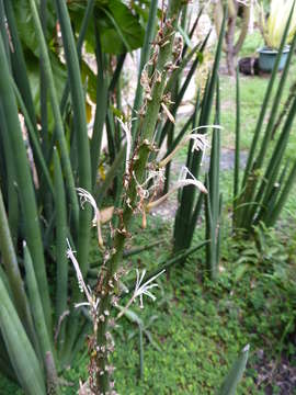 Image of bow string hemp