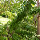 Image of Barbados shrub