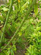 Image of Leaf Cacti