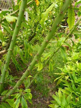 Image of Leaf Cacti