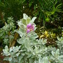 Sivun Leucophyllum frutescens (Berl.) I. M. Johnston kuva