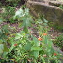 Image de Solanum capsicoides Allioni