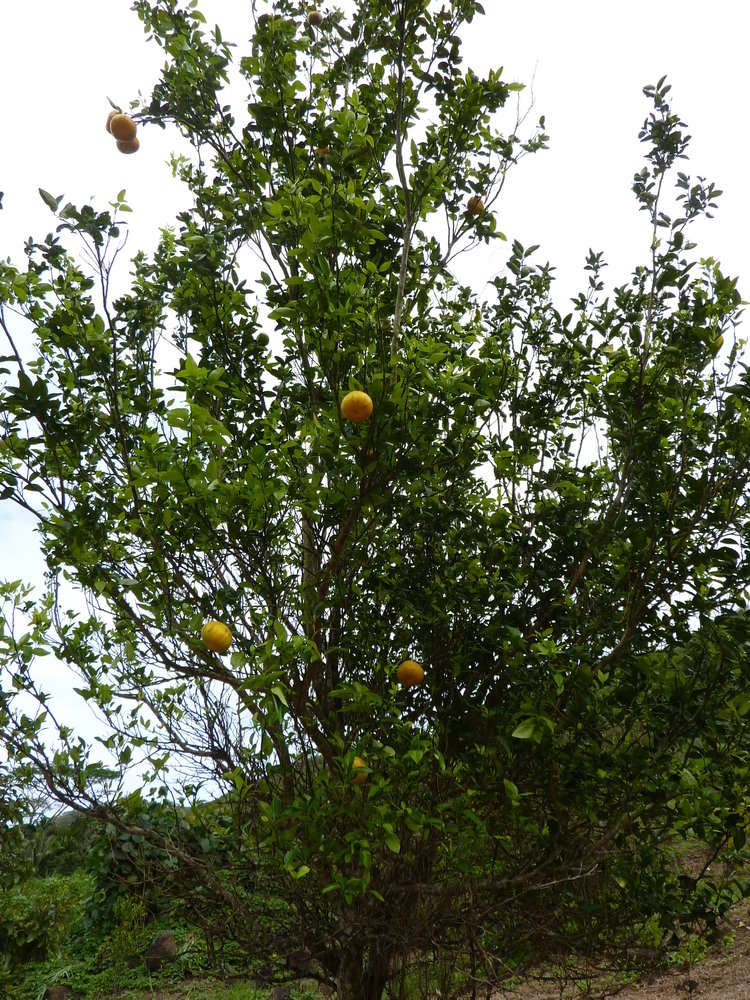 Image of citrus