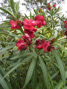 Image of oleander