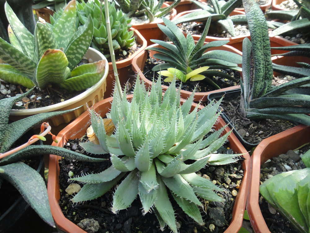 Asphodelaceae resmi