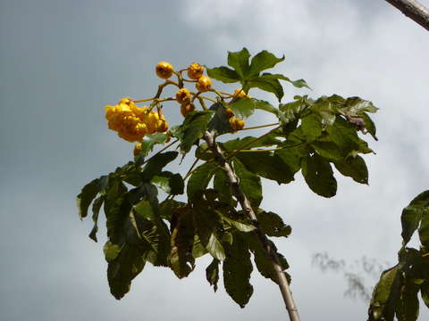 Imagem de Cochlospermum