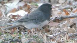 Image of juncos