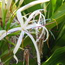 Image of Crinum asiaticum var. asiaticum