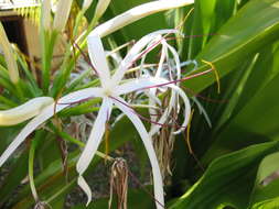 Imagem de Crinum asiaticum L.