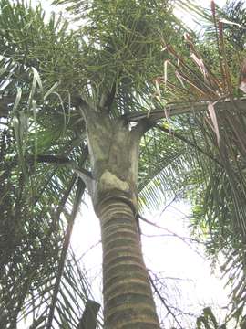 Image of butterfly palm