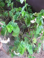 Image of Begonia minor Jacq.