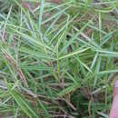 Image of <i>Pleioblastus variegata</i>