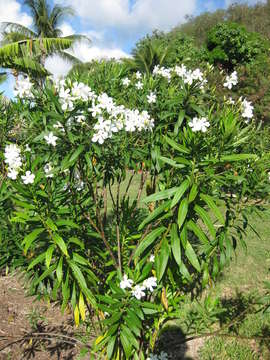 Image of oleander